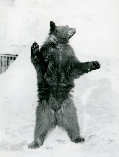 Ein Schwarzbär steht in seinem Gehege auf den Mappin Terrassen im Londoner Zoo, 1917 (Schwarz-Weiß-Foto) von Frederick William Bond